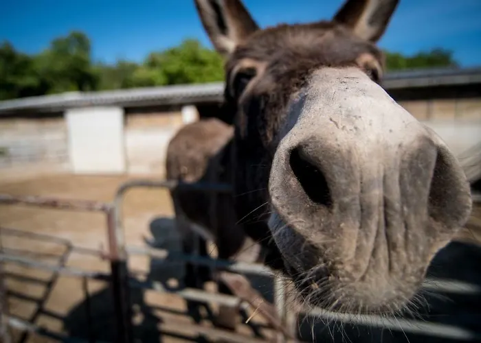 Alloggio per agriturismo Ostrouska