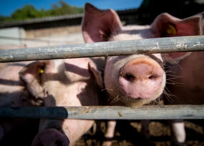 Ostrouska Alloggio per agriturismo Sgonico